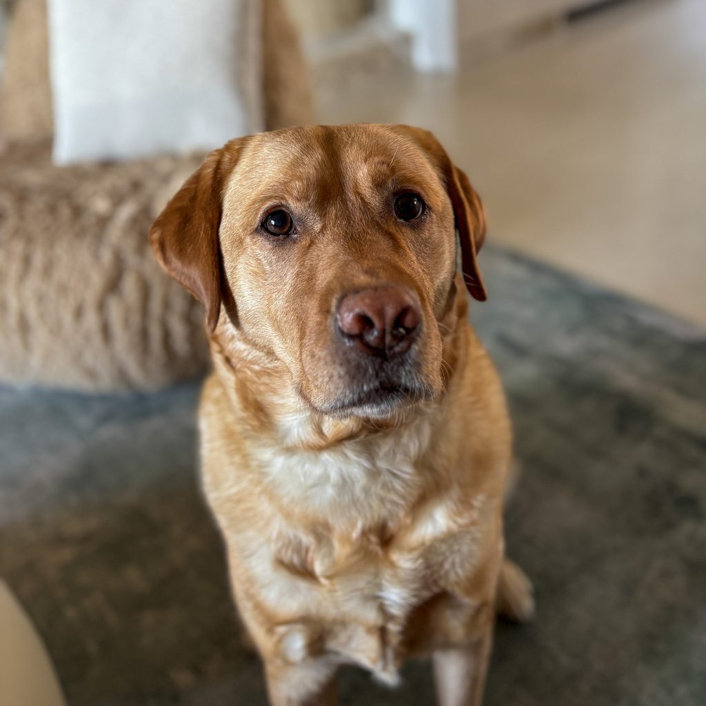 A portrait of Leo, my bff's golden lab, who is a gorgeous specimen with very concerned eyebrows