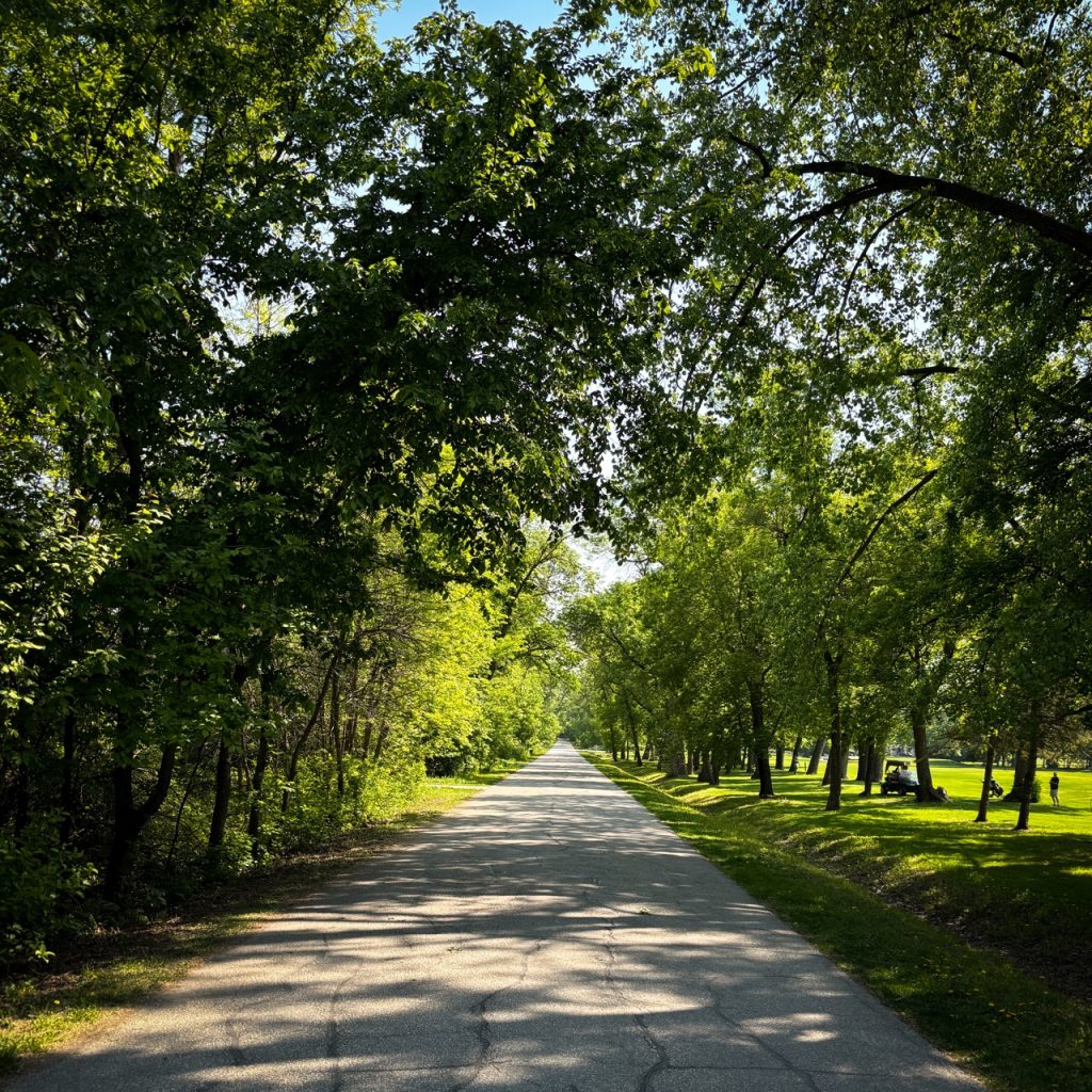 A paved service road stretching straight ahead through a glorious canopy of green elms, vividly green in the way of spring